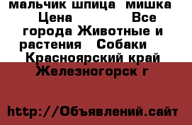 мальчик шпица (мишка) › Цена ­ 55 000 - Все города Животные и растения » Собаки   . Красноярский край,Железногорск г.